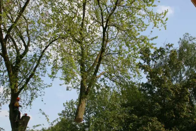 images/bomen rooien/boom boxtel/18 bomen rooien bomen kappen bomen snoein Aalten Arhem Heumen Nijkerk Hattem-635x424-18c