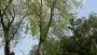 images/bomen rooien/boom boxtel/18 bomen rooien bomen kappen bomen snoein Aalten Arhem Heumen Nijkerk Hattem-90x51-f76