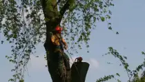 images/bomen rooien/boom boxtel/19 bomen rooien bomen kappen bomen snoeien bomen vellen Nijmegen Zaltbommel Buren-210x119-287