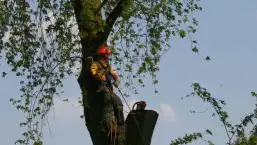images/bomen rooien/boom boxtel/19 bomen rooien bomen kappen bomen snoeien bomen vellen Nijmegen Zaltbommel Buren-257x145-b24