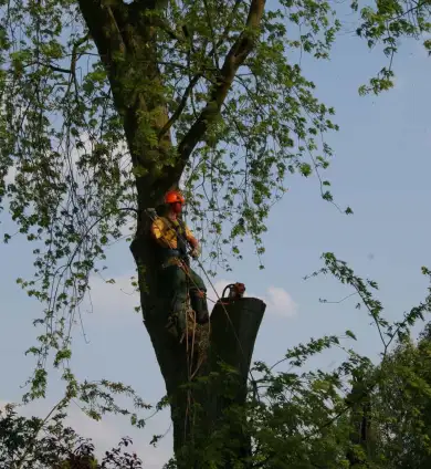 images/bomen rooien/boom boxtel/19 bomen rooien bomen kappen bomen snoeien bomen vellen Nijmegen Zaltbommel Buren-390x424-737