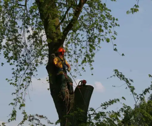 images/bomen rooien/boom boxtel/19 bomen rooien bomen kappen bomen snoeien bomen vellen Nijmegen Zaltbommel Buren-510x424-9ef