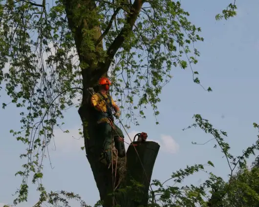images/bomen rooien/boom boxtel/19 bomen rooien bomen kappen bomen snoeien bomen vellen Nijmegen Zaltbommel Buren-530x424-63a