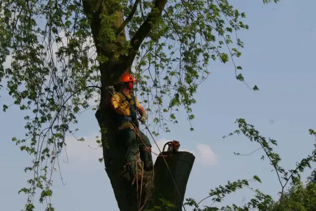 images/bomen rooien/boom boxtel/19 bomen rooien bomen kappen bomen snoeien bomen vellen Nijmegen Zaltbommel Buren-635x424-18c