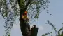 images/bomen rooien/boom boxtel/19 bomen rooien bomen kappen bomen snoeien bomen vellen Nijmegen Zaltbommel Buren-90x51-f76