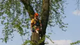 images/bomen rooien/boom boxtel/20 bomen rooien bomen snoeien bomen kappen bomen vellen Aalten overbetuwe Bronckhorst Duiven-160x90-e40
