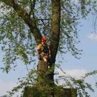 images/bomen rooien/boom boxtel/20 bomen rooien bomen snoeien bomen kappen bomen vellen Aalten overbetuwe Bronckhorst Duiven-200x200-6cf