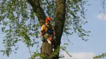 images/bomen rooien/boom boxtel/20 bomen rooien bomen snoeien bomen kappen bomen vellen Aalten overbetuwe Bronckhorst Duiven-210x118-b3d