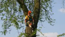 images/bomen rooien/boom boxtel/20 bomen rooien bomen snoeien bomen kappen bomen vellen Aalten overbetuwe Bronckhorst Duiven-210x119-287