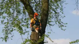 images/bomen rooien/boom boxtel/20 bomen rooien bomen snoeien bomen kappen bomen vellen Aalten overbetuwe Bronckhorst Duiven-257x145-b24