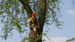images/bomen rooien/boom boxtel/20 bomen rooien bomen snoeien bomen kappen bomen vellen Aalten overbetuwe Bronckhorst Duiven-290x163-73f