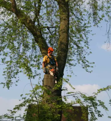 images/bomen rooien/boom boxtel/20 bomen rooien bomen snoeien bomen kappen bomen vellen Aalten overbetuwe Bronckhorst Duiven-390x424-737