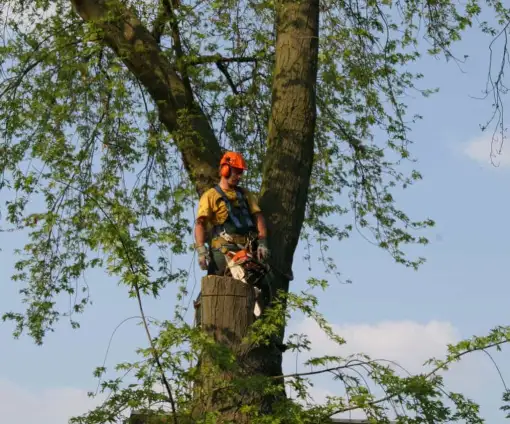 images/bomen rooien/boom boxtel/20 bomen rooien bomen snoeien bomen kappen bomen vellen Aalten overbetuwe Bronckhorst Duiven-510x424-9ef