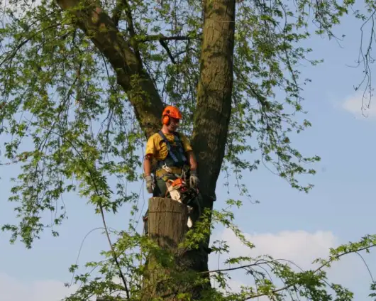 images/bomen rooien/boom boxtel/20 bomen rooien bomen snoeien bomen kappen bomen vellen Aalten overbetuwe Bronckhorst Duiven-530x424-63a