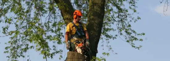 images/bomen rooien/boom boxtel/20 bomen rooien bomen snoeien bomen kappen bomen vellen Aalten overbetuwe Bronckhorst Duiven-550x197-043