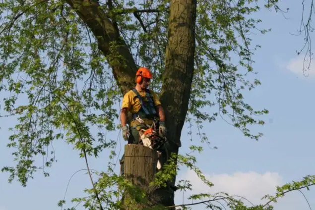 images/bomen rooien/boom boxtel/20 bomen rooien bomen snoeien bomen kappen bomen vellen Aalten overbetuwe Bronckhorst Duiven-635x424-18c
