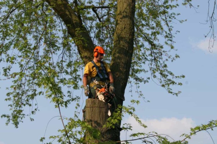 images/bomen rooien/boom boxtel/20 bomen rooien bomen snoeien bomen kappen bomen vellen Aalten overbetuwe Bronckhorst Duiven-750x500-185