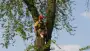 images/bomen rooien/boom boxtel/20 bomen rooien bomen snoeien bomen kappen bomen vellen Aalten overbetuwe Bronckhorst Duiven-90x51-f76