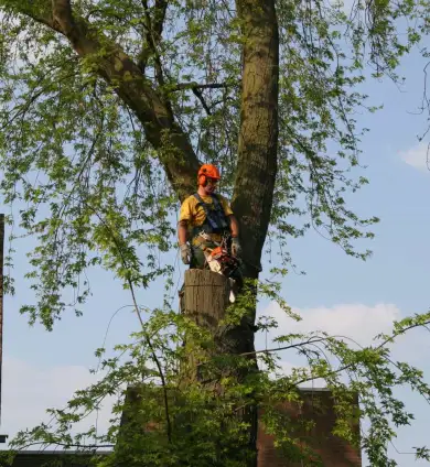 images/bomen rooien/boom boxtel/21 bomen rooien bomen kappen bomen snoeien bomen vellen hoe verwijder ik een boom uit de tuin Geldermalsen Rijnwaarden Druten-390x424-737