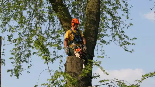 images/bomen rooien/boom boxtel/21 bomen rooien bomen kappen bomen snoeien bomen vellen hoe verwijder ik een boom uit de tuin Geldermalsen Rijnwaarden Druten-510x287-ce1