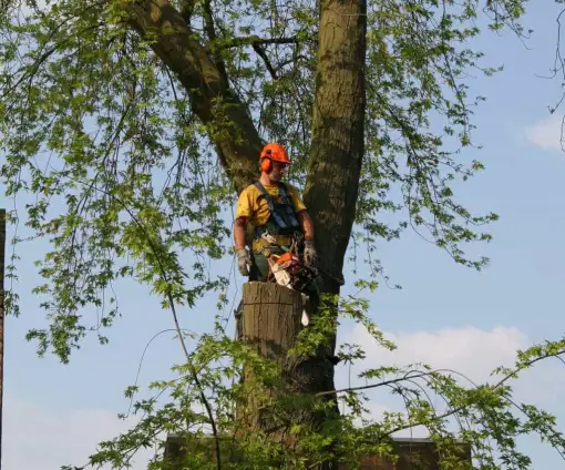 images/bomen rooien/boom boxtel/21 bomen rooien bomen kappen bomen snoeien bomen vellen hoe verwijder ik een boom uit de tuin Geldermalsen Rijnwaarden Druten-510x424-9ef