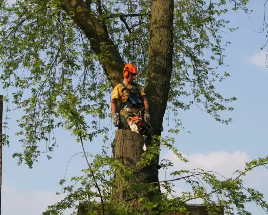 images/bomen rooien/boom boxtel/21 bomen rooien bomen kappen bomen snoeien bomen vellen hoe verwijder ik een boom uit de tuin Geldermalsen Rijnwaarden Druten-530x424-63a