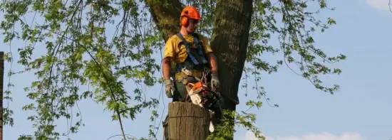 images/bomen rooien/boom boxtel/21 bomen rooien bomen kappen bomen snoeien bomen vellen hoe verwijder ik een boom uit de tuin Geldermalsen Rijnwaarden Druten-550x197-043