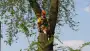 images/bomen rooien/boom boxtel/21 bomen rooien bomen kappen bomen snoeien bomen vellen hoe verwijder ik een boom uit de tuin Geldermalsen Rijnwaarden Druten-90x51-f76