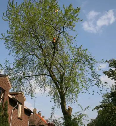 images/bomen rooien/boom boxtel/22 bomen rooien bomen kappen bomen vellen Maasdriel Lochem West Maas en Waal-390x424-737