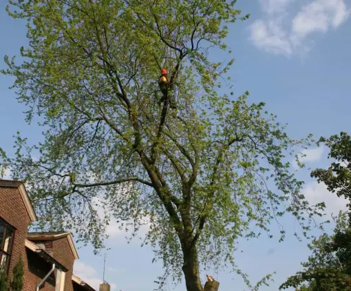 images/bomen rooien/boom boxtel/22 bomen rooien bomen kappen bomen vellen Maasdriel Lochem West Maas en Waal-510x424-9ef