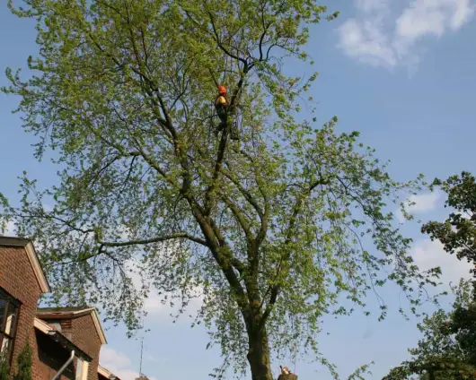 images/bomen rooien/boom boxtel/22 bomen rooien bomen kappen bomen vellen Maasdriel Lochem West Maas en Waal-530x424-63a