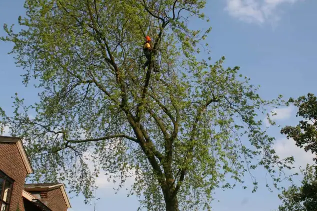 images/bomen rooien/boom boxtel/22 bomen rooien bomen kappen bomen vellen Maasdriel Lochem West Maas en Waal-635x424-18c