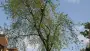 images/bomen rooien/boom boxtel/22 bomen rooien bomen kappen bomen vellen Maasdriel Lochem West Maas en Waal-90x51-f76