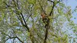 images/bomen rooien/boom boxtel/23 bomen rooien bomen kappen bomen vellen bomen snoeien Wijchen Maasdriel Lochem Lingewaard-160x90-e40