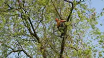 images/bomen rooien/boom boxtel/23 bomen rooien bomen kappen bomen vellen bomen snoeien Wijchen Maasdriel Lochem Lingewaard-210x118-b3d
