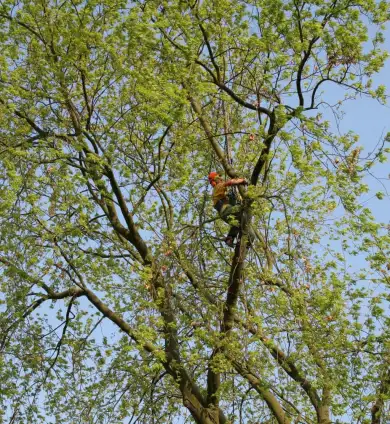 images/bomen rooien/boom boxtel/23 bomen rooien bomen kappen bomen vellen bomen snoeien Wijchen Maasdriel Lochem Lingewaard-390x424-737