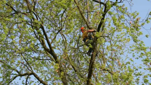images/bomen rooien/boom boxtel/23 bomen rooien bomen kappen bomen vellen bomen snoeien Wijchen Maasdriel Lochem Lingewaard-510x287-ce1