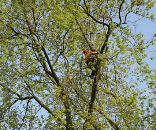 images/bomen rooien/boom boxtel/23 bomen rooien bomen kappen bomen vellen bomen snoeien Wijchen Maasdriel Lochem Lingewaard-510x424-9ef