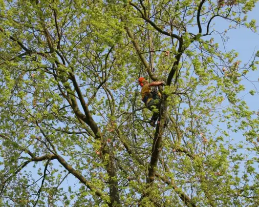 images/bomen rooien/boom boxtel/23 bomen rooien bomen kappen bomen vellen bomen snoeien Wijchen Maasdriel Lochem Lingewaard-530x424-63a
