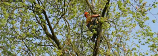 images/bomen rooien/boom boxtel/23 bomen rooien bomen kappen bomen vellen bomen snoeien Wijchen Maasdriel Lochem Lingewaard-550x197-043