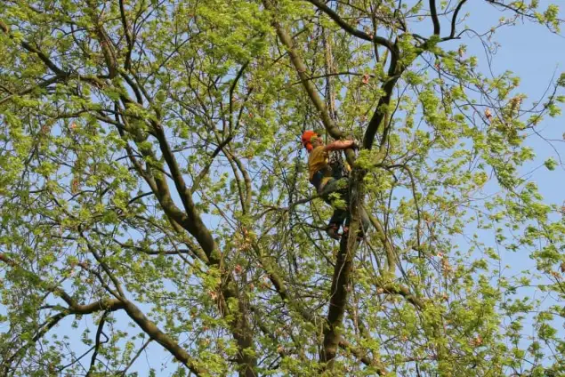 images/bomen rooien/boom boxtel/23 bomen rooien bomen kappen bomen vellen bomen snoeien Wijchen Maasdriel Lochem Lingewaard-635x424-18c