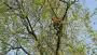 images/bomen rooien/boom boxtel/23 bomen rooien bomen kappen bomen vellen bomen snoeien Wijchen Maasdriel Lochem Lingewaard-90x51-f76
