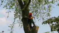 images/bomen rooien/boom boxtel/24 bomen rooien bomen kappen bomen vellen Oude Ijsselstreek Doesburg-210x119-287