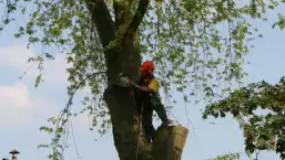 images/bomen rooien/boom boxtel/24 bomen rooien bomen kappen bomen vellen Oude Ijsselstreek Doesburg-257x145-b24