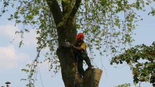 images/bomen rooien/boom boxtel/24 bomen rooien bomen kappen bomen vellen Oude Ijsselstreek Doesburg-320x180-769