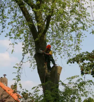 images/bomen rooien/boom boxtel/24 bomen rooien bomen kappen bomen vellen Oude Ijsselstreek Doesburg-390x424-737