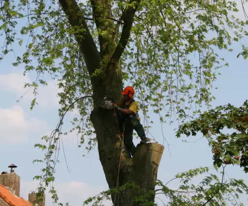 images/bomen rooien/boom boxtel/24 bomen rooien bomen kappen bomen vellen Oude Ijsselstreek Doesburg-510x424-9ef