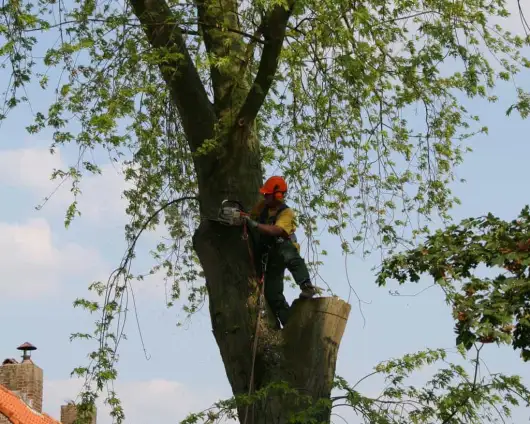 images/bomen rooien/boom boxtel/24 bomen rooien bomen kappen bomen vellen Oude Ijsselstreek Doesburg-530x424-63a