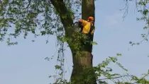 images/bomen rooien/boom boxtel/25 bomen rooien bomen kappen bomen vellen bomen rooien bomen snoeien Ede Tiel Oldenbroek-210x119-287