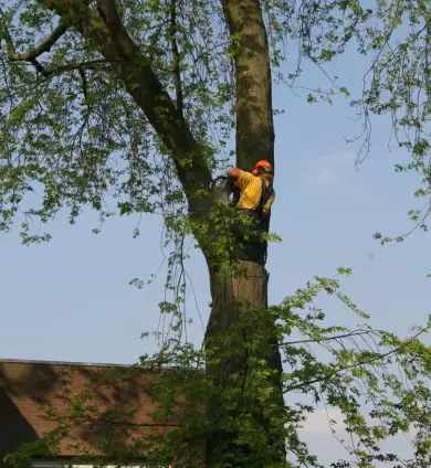images/bomen rooien/boom boxtel/25 bomen rooien bomen kappen bomen vellen bomen rooien bomen snoeien Ede Tiel Oldenbroek-390x424-737